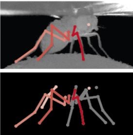 Motion of Fruit Flies